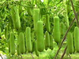 लौकी खाने के फायदे और नुकसान